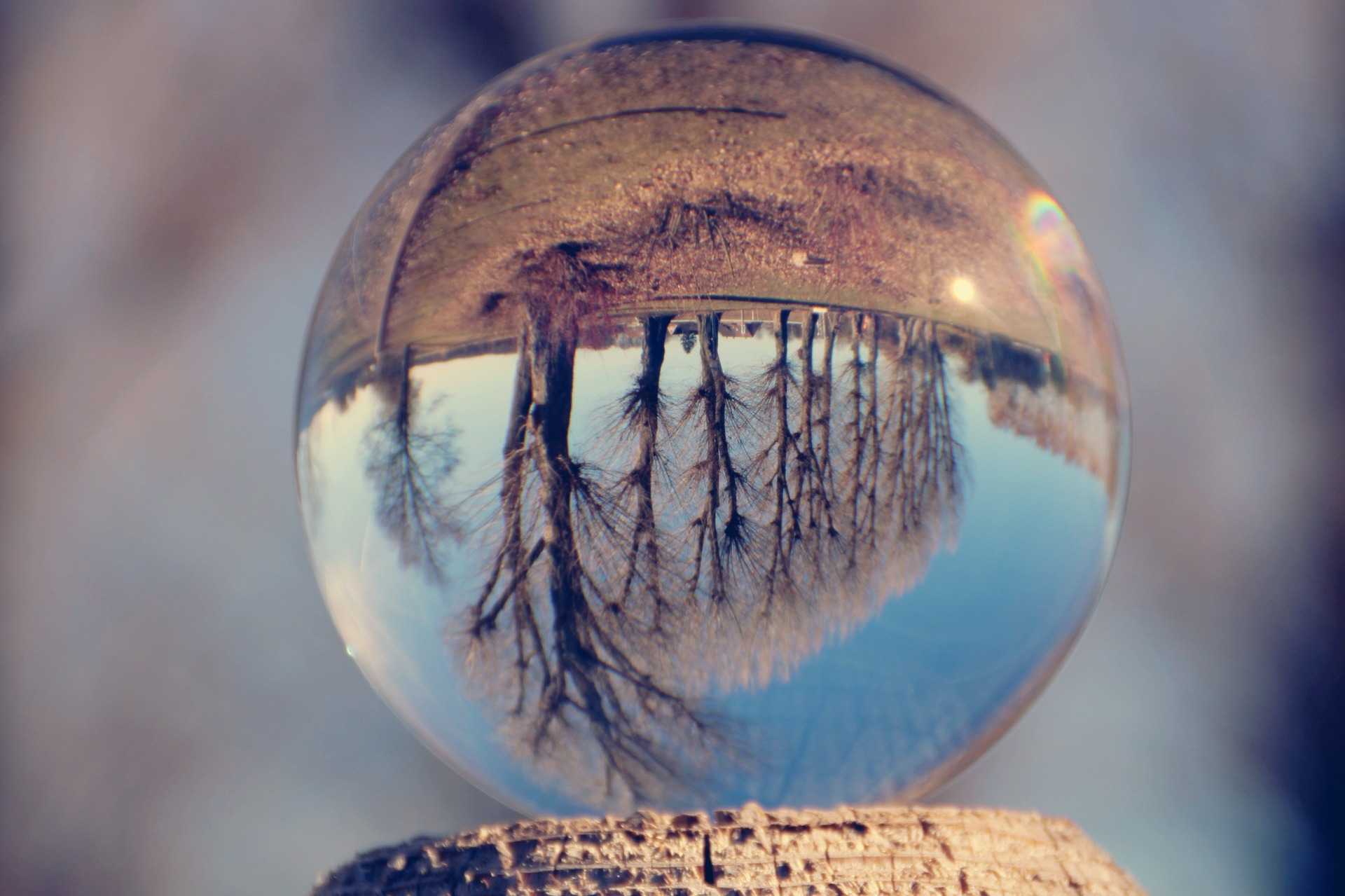 ガラス玉の中で逆さまに映った木の画像